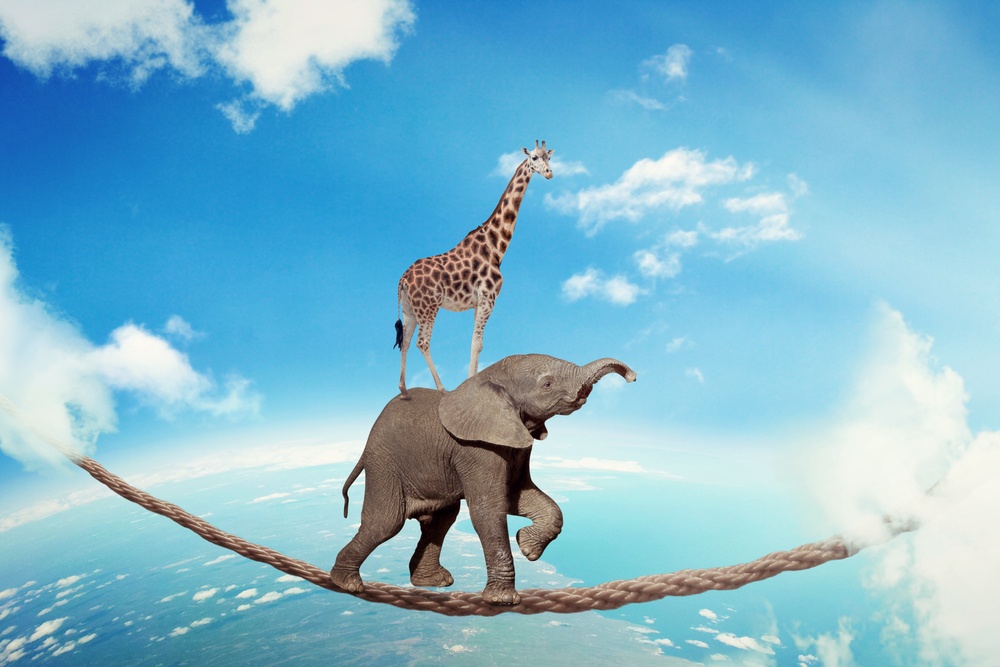 Managing risk business challenges uncertainty concept. Elephant with giraffe walking on dangerous rope high in sky symbol balance overcoming fear for goal success. Young entrepreneur corporate world .jpeg