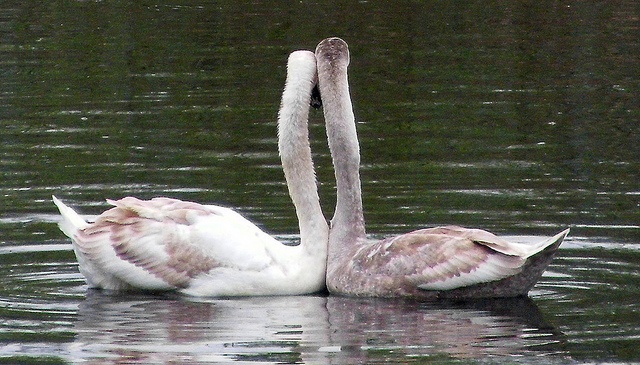 swans